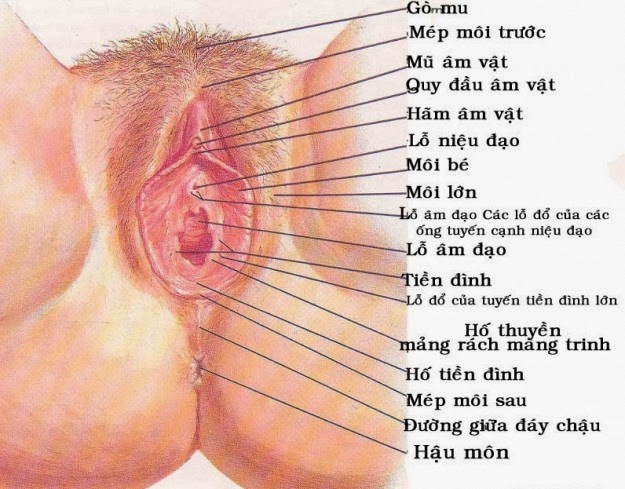 Hình ảnh Câu Tạo Âm Đạo - Cơ quan sinh dục nữ